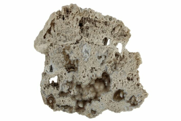 Agatized Fossil Coral - Florida #188163